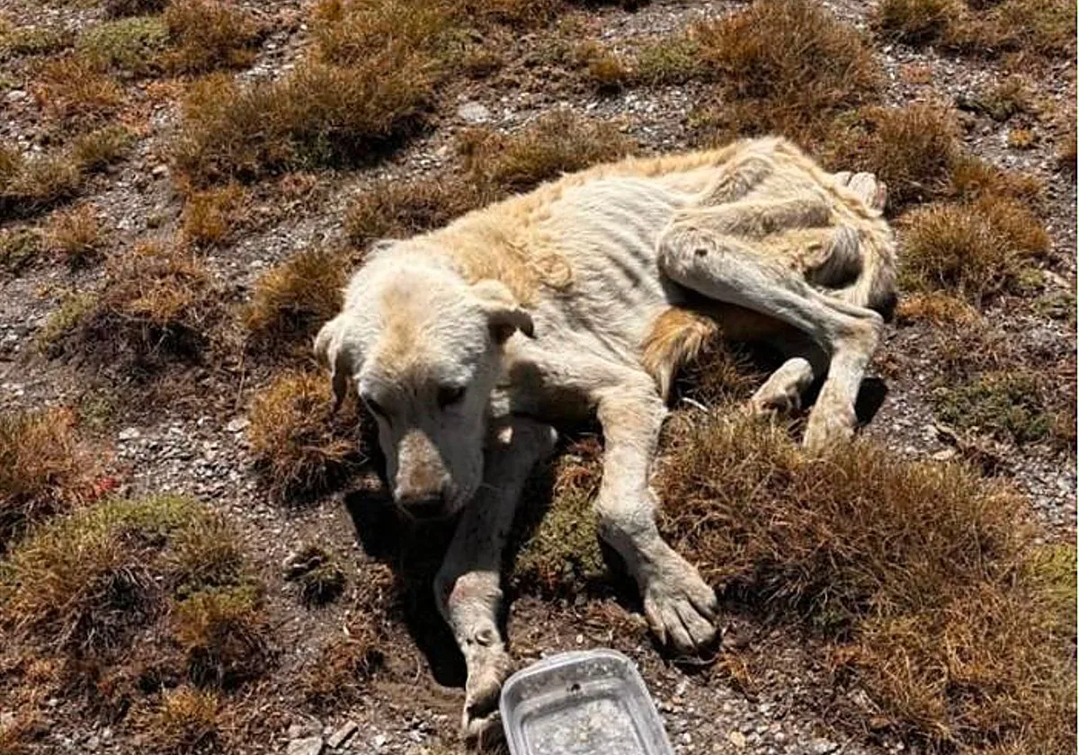 Investigan al dueño de un mastín encontrado en Granada esquelético y al borde de la muerte