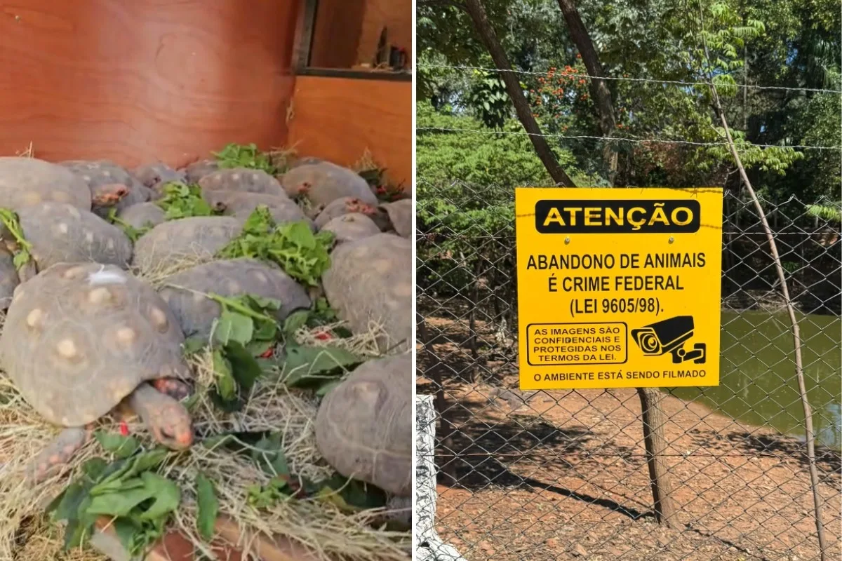 Ministério Público fixa prazo para prefeitura retirar 180 jabutis de praça pública no interior de SP