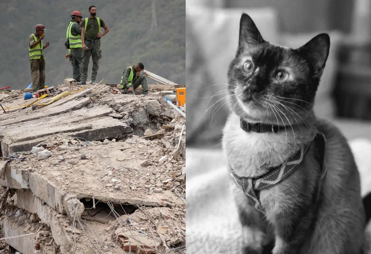 Murió Félix: el gato que permaneció 37 días bajo los escombros en La Guaira