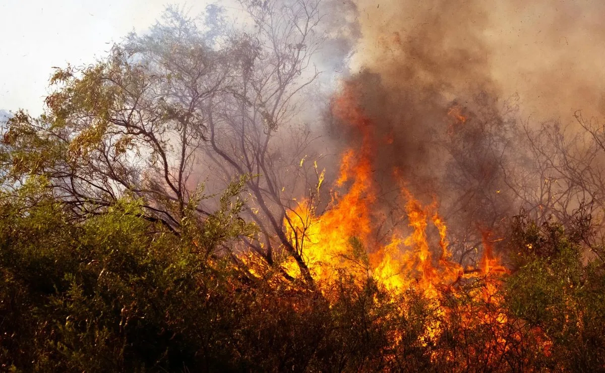 El Niño aumenta crise de incêndios e ameaça a saúde no Brasil com internações por doenças respiratórias