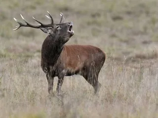 Luc Besson retrouve le cadavre d’un cerf décapité dans sa propriété en Normandie : le réalisateur s’insurge