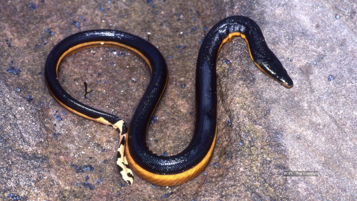 Venomous sea snake returns to California beach after 8 years