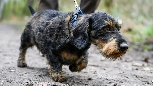 Übernachtung bei der Polizei: Hund im Kasseler Hauptbahnhof ausgesetzt