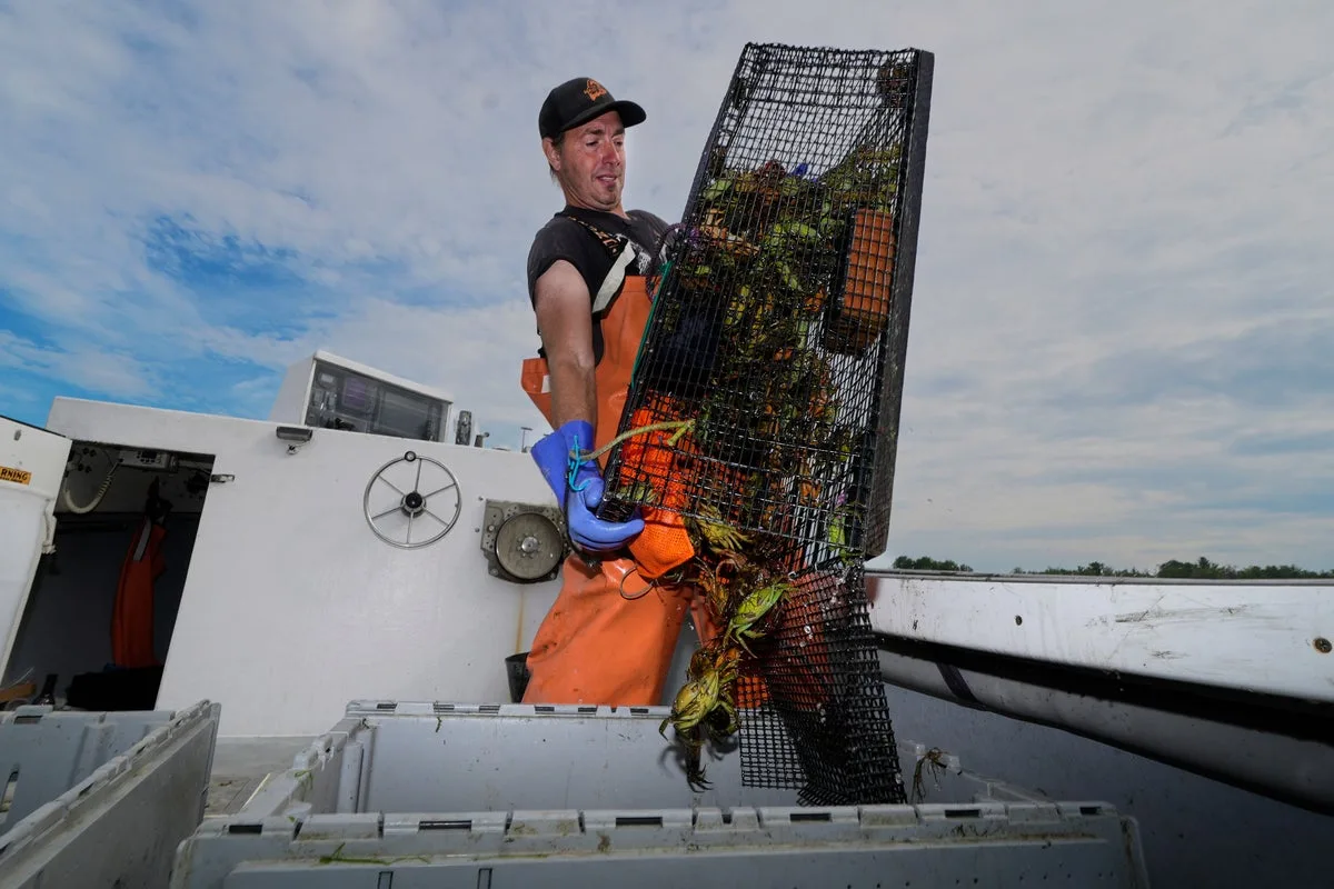 The invasive crab plaguing New England is being transformed into a fine dining dish