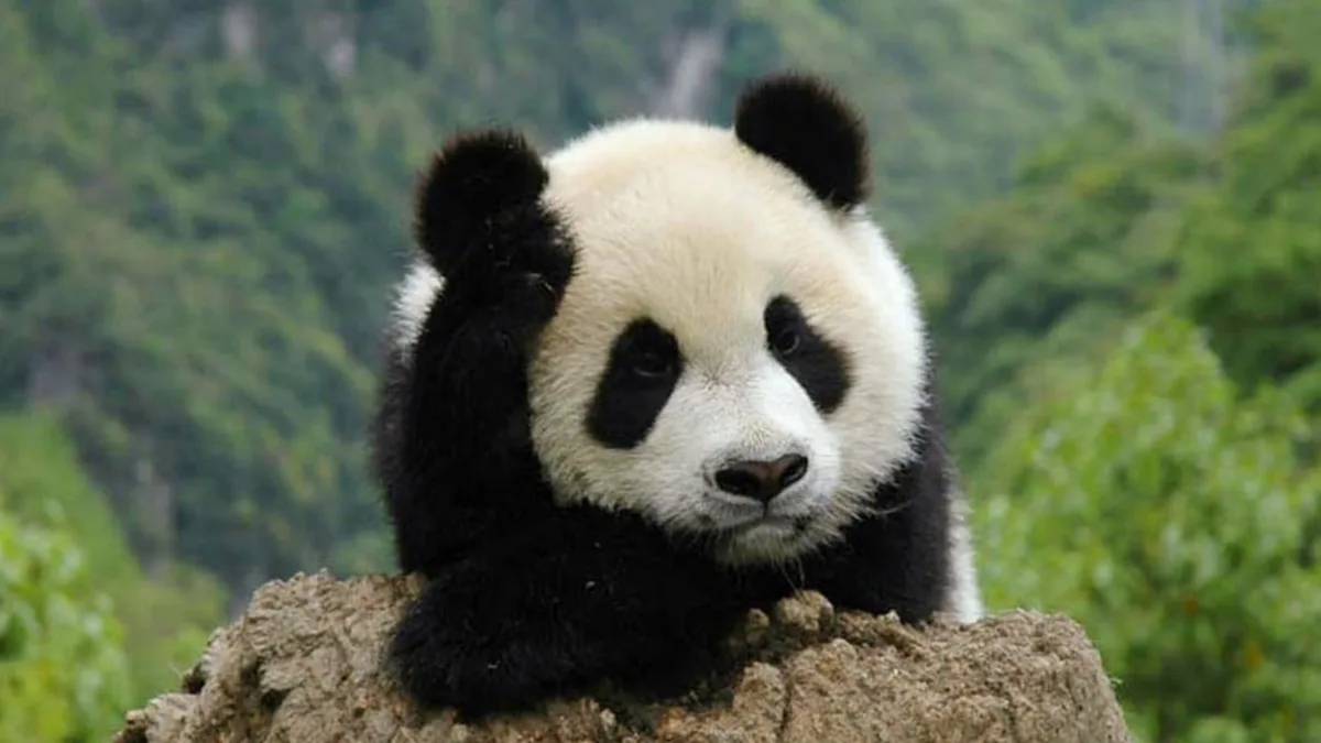 Human-wild animal clashes on the rise in China’s Giant Panda National Park