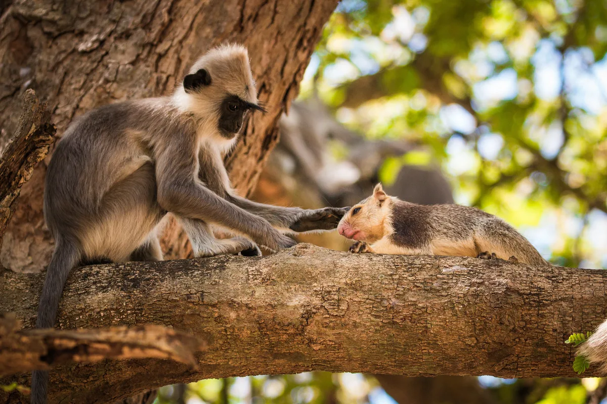 Otros primates, además de los humanos, también disfrutan tener mascotas