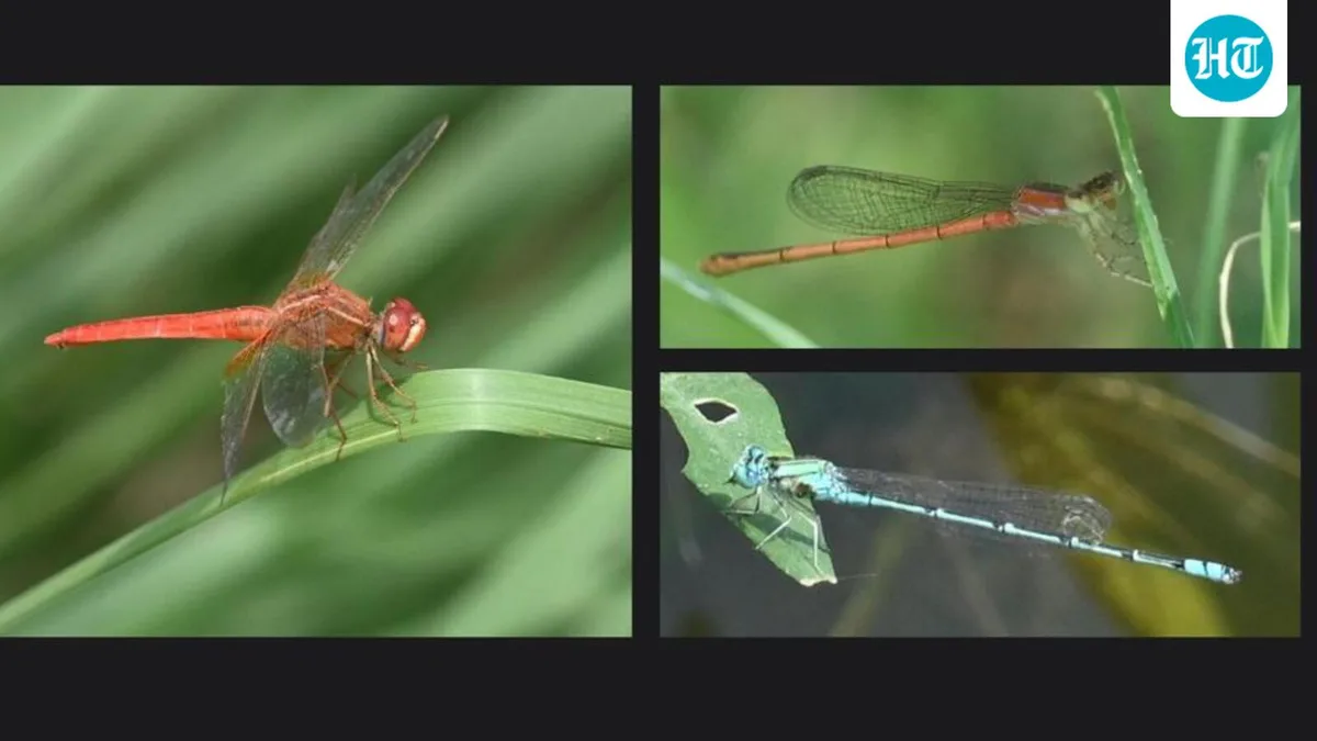 Delhi records slight dip in dragonfly, damselfly numbers; two new sightings: Survey