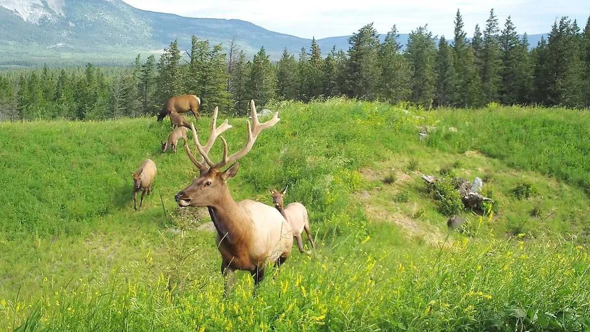 Huge wildlife corridor project is 1st Canadian finalist for Earthshot Prize