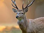 Deer antlers hold secret to healing broken limbs, say scientists