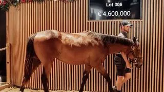Récord histórico: Pagan 4.6 millones de euros por un potro emparentado con Scandinavia