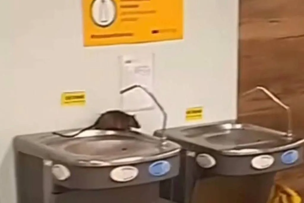 Passageiro filma rato em cima de bebedouro no aeroporto de Guarulhos (SP)