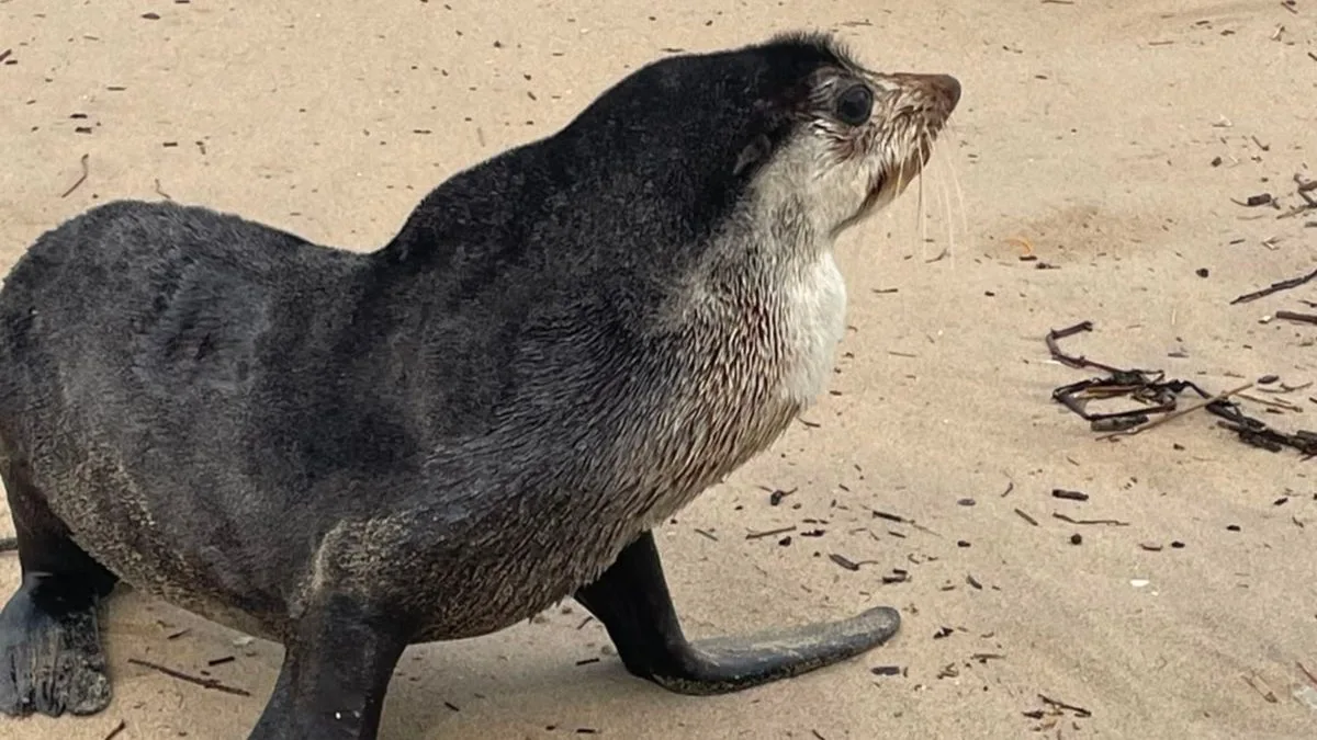 Lobo-marinho resgatado após ataque de cães em praia de SC morre por vírus; entenda