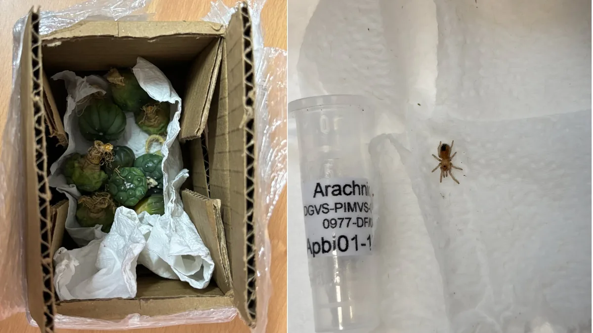 Profepa descubre cactus en peligro de extinción y tarántula en paquetes etiquetados como “maquillaje”