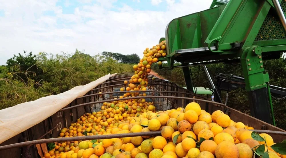 Citricultura encerra safra com alta de 4,2% nas contratações