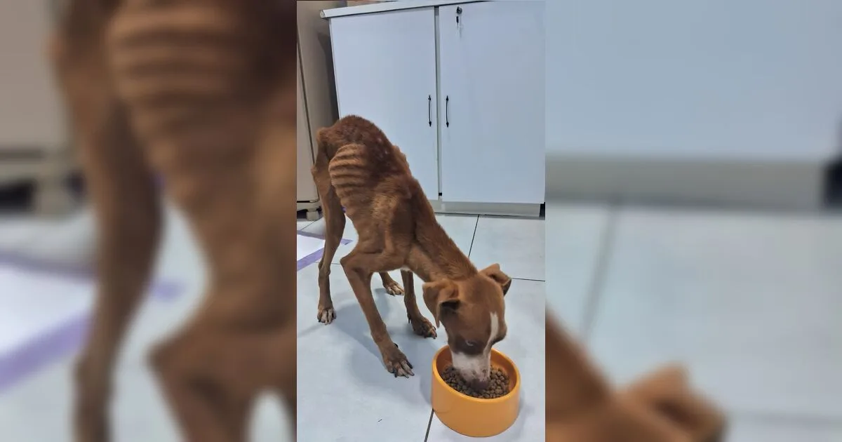 Após denúncia de ONG, homem acaba preso por maus-tratos a animal no PR