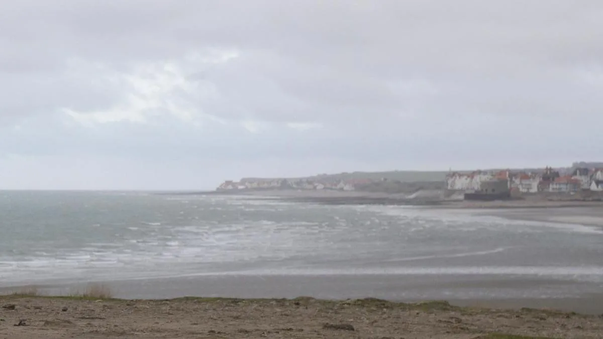 Jellyfish close down France's largest nuclear reactor