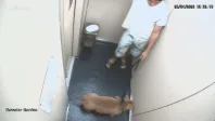 Cachorro fica com a cabeça entalada em muro ao tentar alcançar pudim na rua