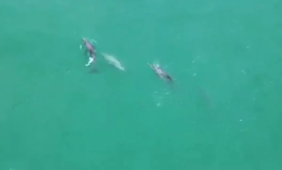 Vídeo mostra golfinhos nadando e caçando em praia no Grande Recife