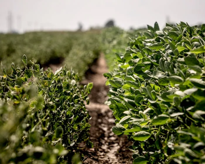 US environment agency let Bayer pick regulations for destructive weedkiller, documents show