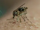 California county records most cases of West Nile virus in nearly a decade... as mosquito-borne diseases spread across US