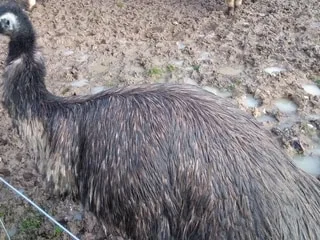 Un émeu en divagation dans une commune de la Sarthe : l’animal est mort