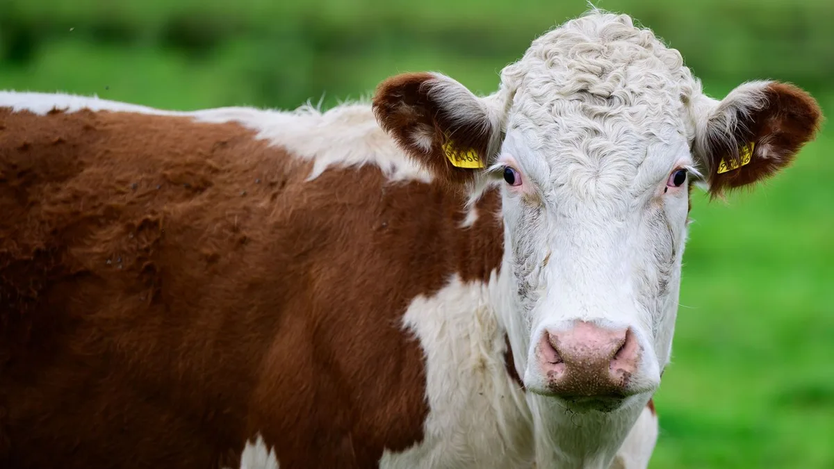 55 Tiere betroffen: Rinderbestand in Schopfheim nach Verstößen aufgelöst