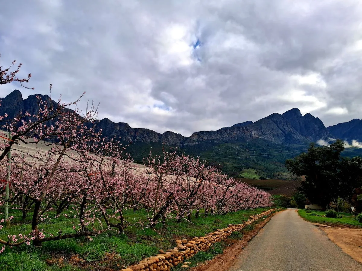 Tulbagh is a town to celebrate in, whatever the occasion
