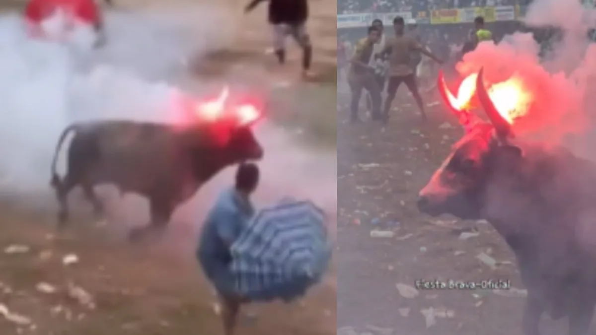 Abrieron proceso sancionatorio a las personas que prendieron fuego a los cuernos de un toro en las corralejas de Sabanalarga