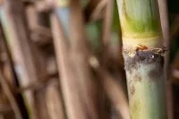 Clima mais seco no Brasil pressiona café e recua 2,02% em de Nova York