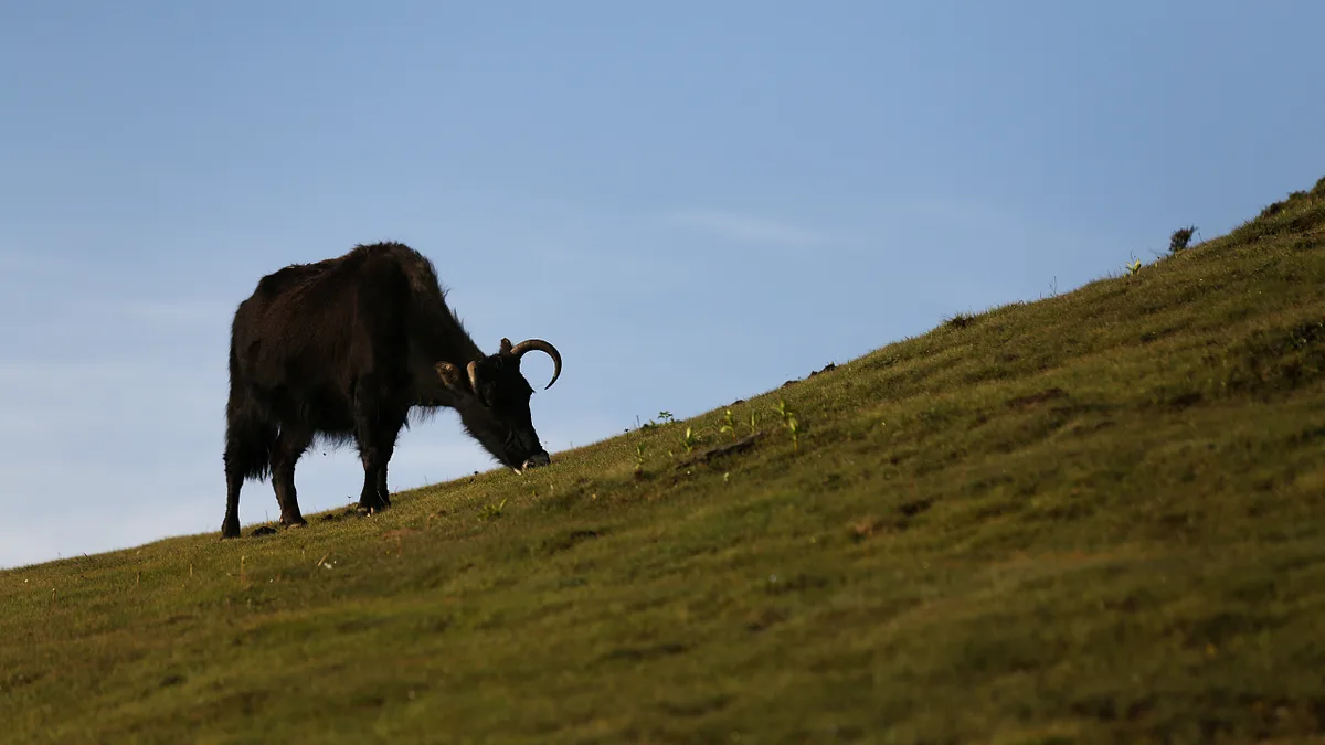 Yak X: Was macht das ausgestorbene Rind in der Höhle der Denisovaner?