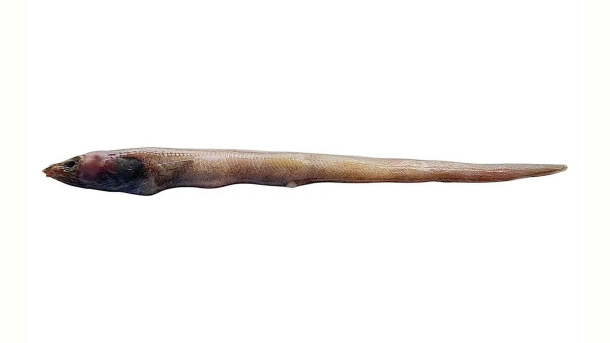 New eel species described from Arabian Sea, named after CMFRI