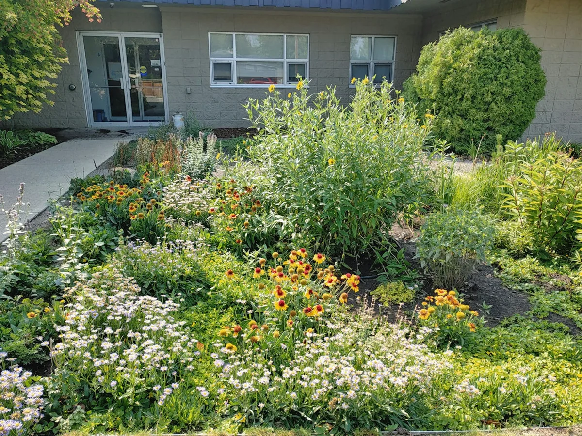How cities can use rain gardens to help prevent flooding