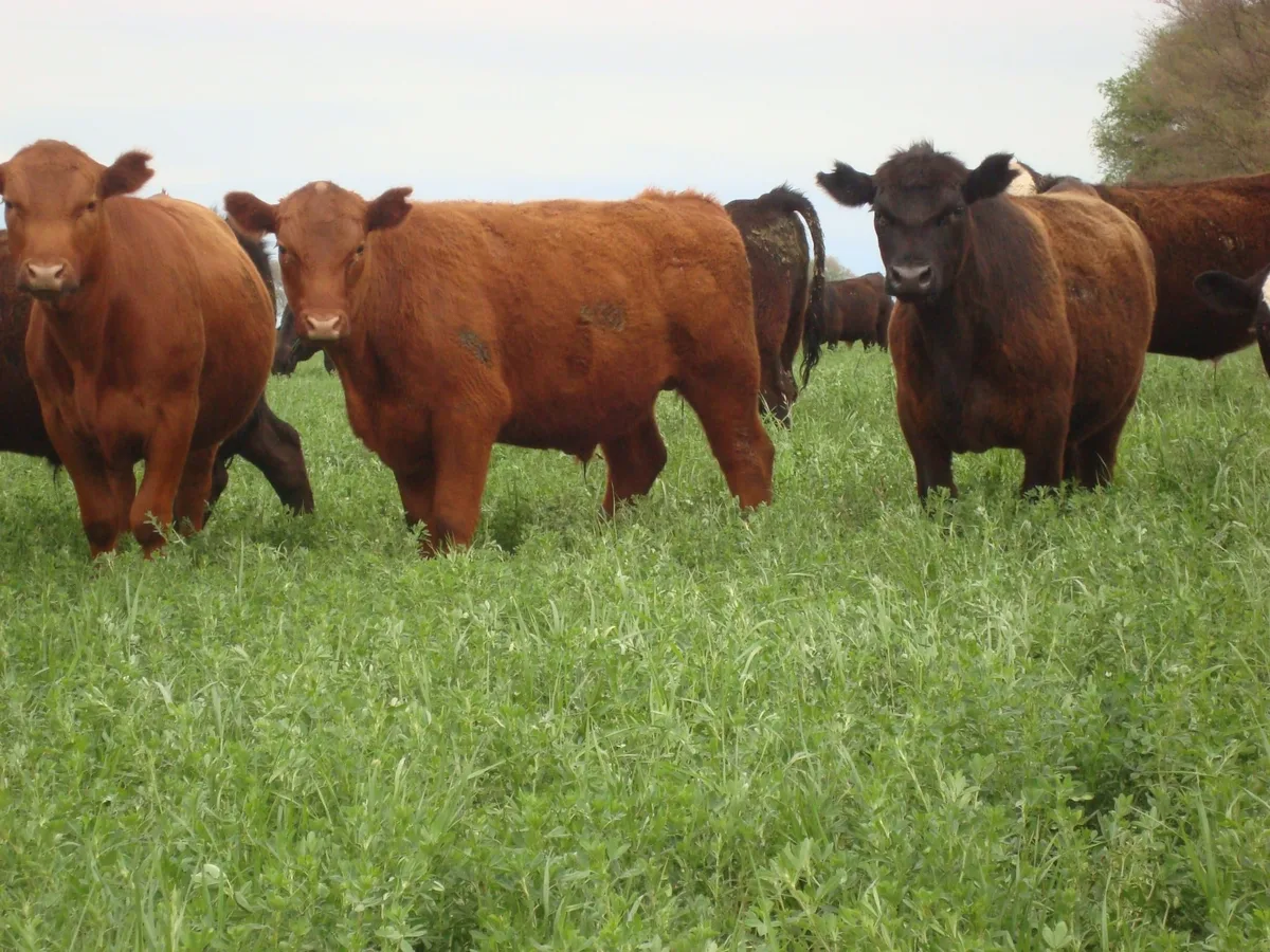 Fuerte retroceso: la faena vacuna cayó en más de un millón de animales en los primeros nueve meses del año y bajó la producción de carne