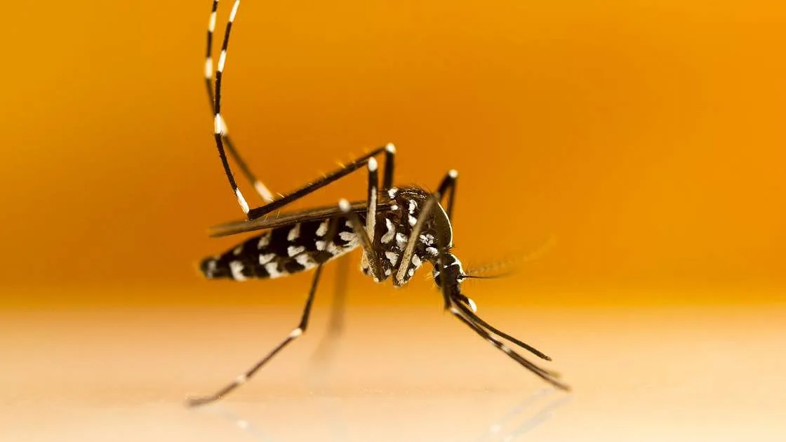 Projeto experimental: vão ser libertados 30 mil mosquitos em Lisboa