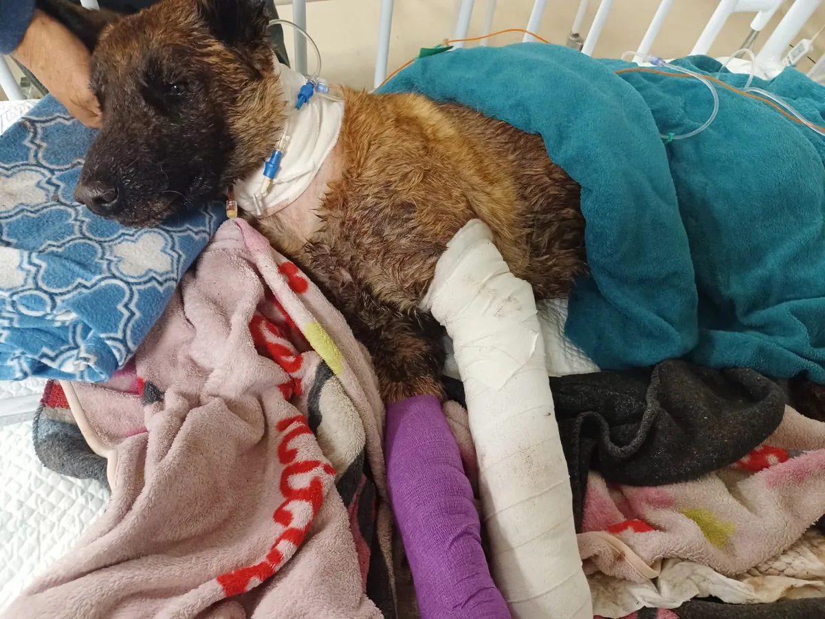 DUTY OF CARE: Sky’s agonising final days — police dog’s death triggers scrutiny of SAPS animal care
