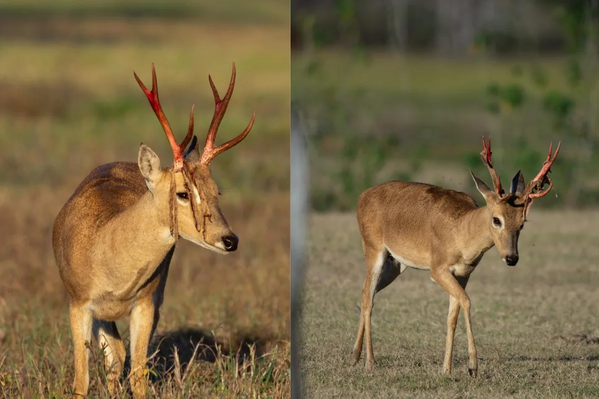 Veado-campeiro é flagrado em momento raro de troca de galhada no Pantanal