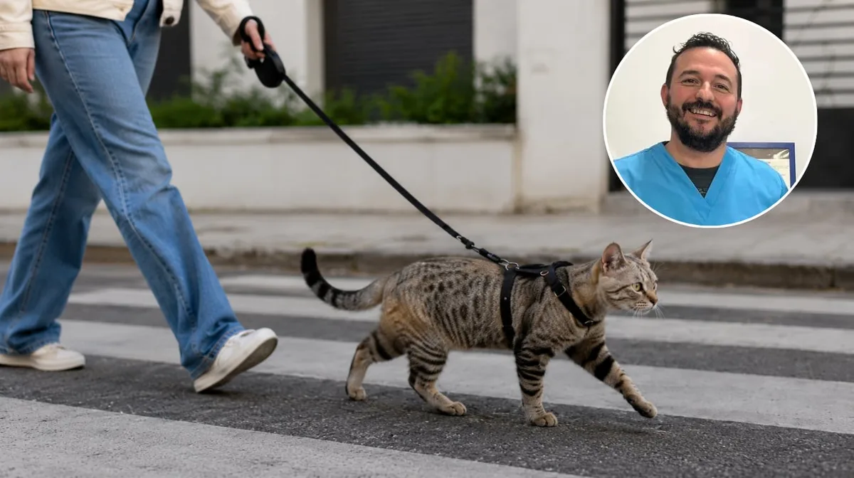Diego Díaz, veterinario: “Sacar a pasear a los gatos tiene muchos beneficios, si están toda la vida en una casa se aburren”