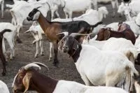 Camundongos com cérebros humanos? Cientistas transplantaram tecido cerebral humano cultivado em laboratório em roedores geneticamente modificados