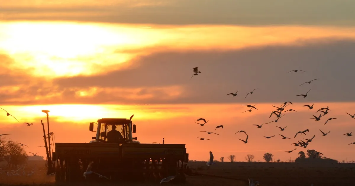 Los costos del agro argentino se acercan a los de sus competidores, pero las retenciones siguen pesando