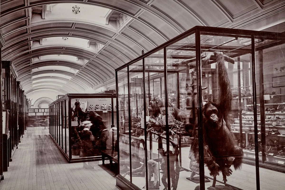 Hidden gallery at National History Museum to reopen for first time since Second World War