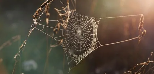 Spinnen: Wie Sie versuchen können, die Tiere aus der Wohnung fernzuhalten