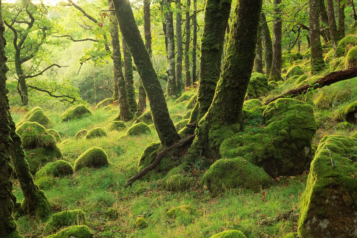 Climate change making rainforest restoration ‘more complicated’, expert warns