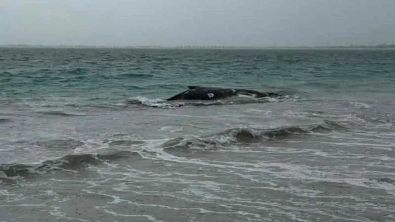 Rescuers race to save whale after it beaches itself off Port Kennedy