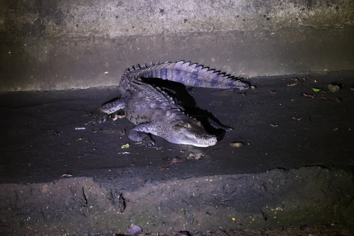 Nuevo protocolo fija cuándo un cocodrilo debe ser vigilado, trasladado o eliminado en Panamá