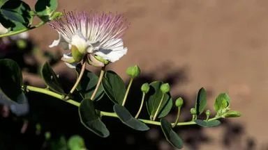 Italien: Kapernernte auf Pantelleria
