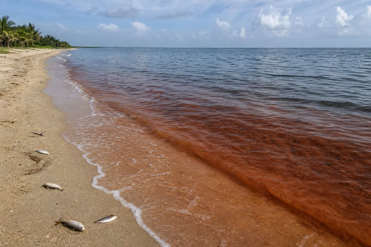 Un estado de EEUU detecta marea roja frente a una zona turística: hay peces muertos y reportes de irritación respiratoria