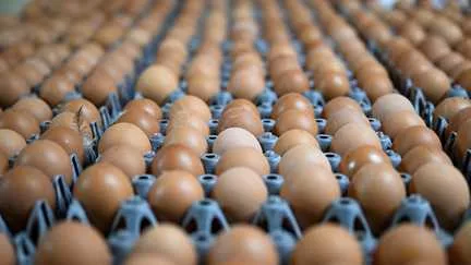 Plus petits, moins nombreux et risque de pénurie… Les effets de la sécheresse sur la production d'œufs