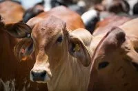 Diplomacia científica no agro pode auxiliar Brasil com barreiras externas