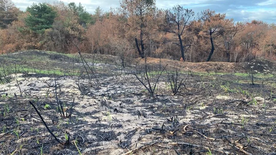 Incendie dans les dunes à Dannes et Hardelot : la végétation repart mais "on ne retrouvera pas le même écosystème"