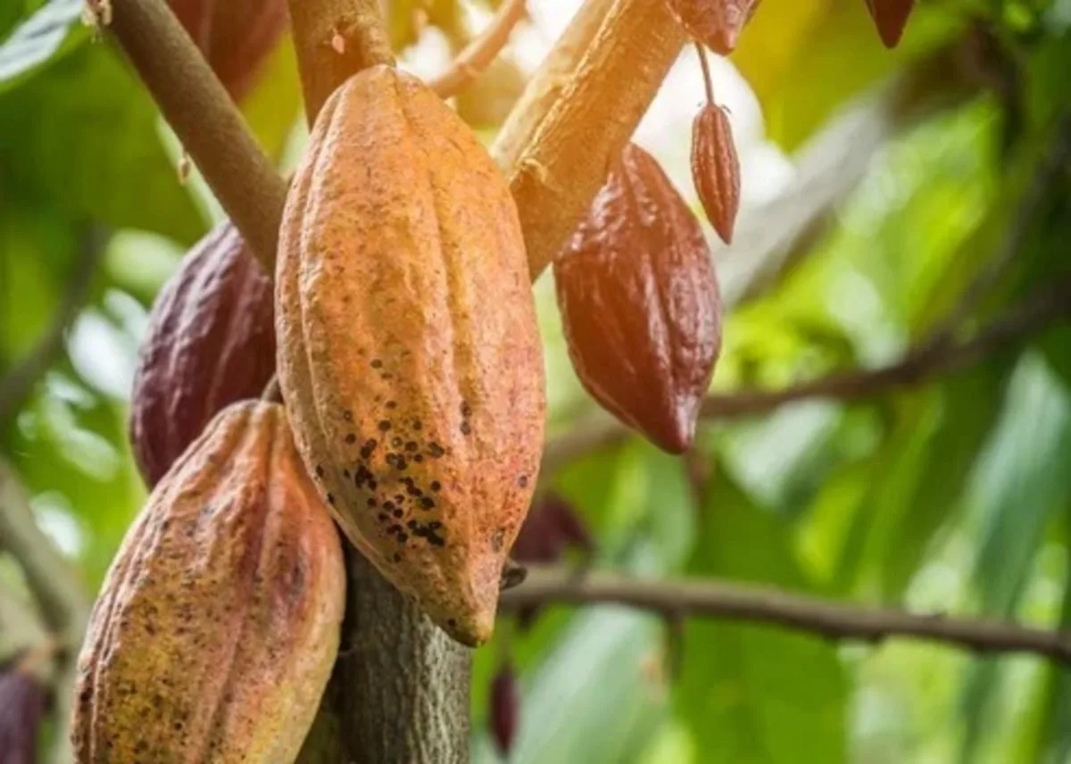Cacau brasileiro dispara 25,3% na safra 2025/26 e supera 226 mil toneladas